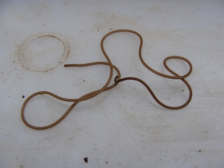 Horsehair worm | The Wildlife Trusts Horsehair worm | The Wildlife Trusts