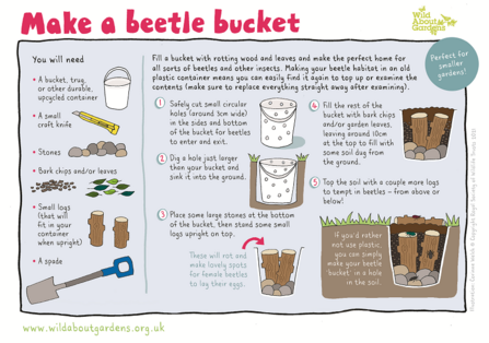 Make a beetle bucket