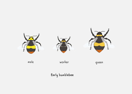 early bumblebee