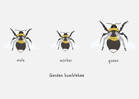 Garden bumblebee