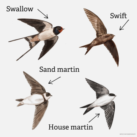 Swifts, swallow, martins