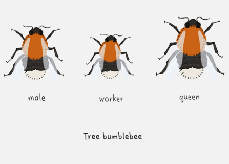 Tree bumblebee