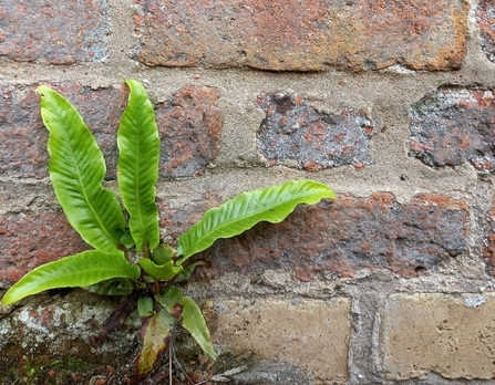 Hart's tongue fern