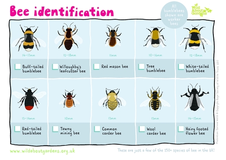 Bee ID sheet