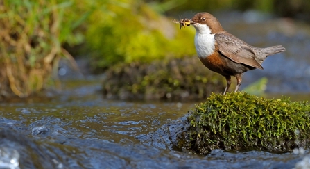 Dipper on stone