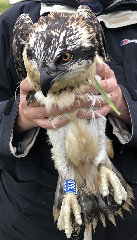 Osprey