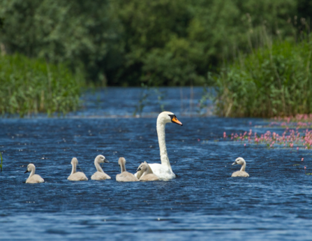 Cygnets