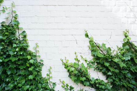 ivy climbing up a white outdoor brick wall
