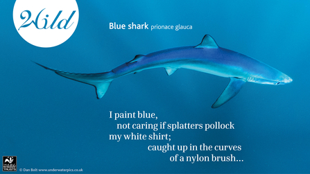 A blue shark swims through the ocean, sunlight glinting off its scales
