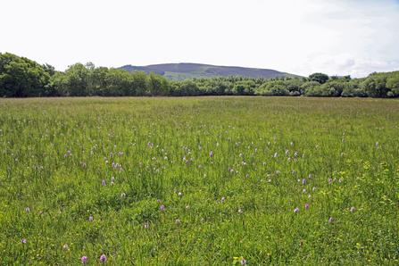 Hay meadow, Isle of Man