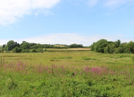Land at the Isle of Wight Donkey Sanctuary, restored as part of Down to the Coast