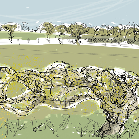 Hedgerow