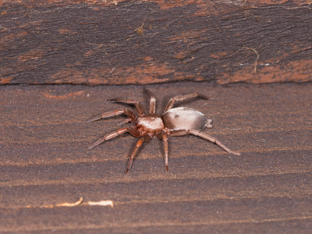 A mouse spider on wooden floor. It is a brown spider with tiny grey hairs covering its abdomen