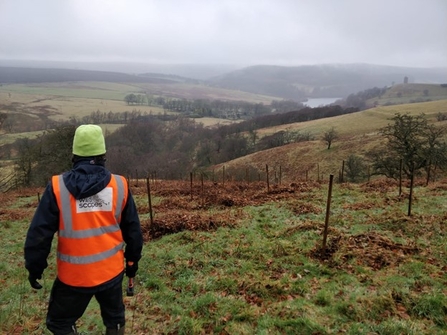 Tree planting at Jacob Plantation at Hoyles Farm