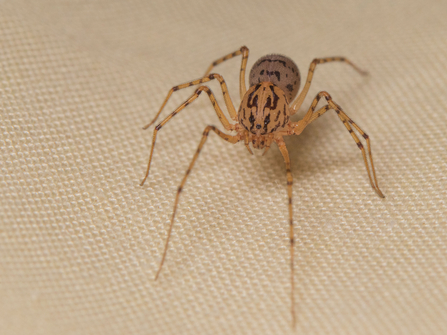 A small straw-coloured spider with black flecks all over its body and legs