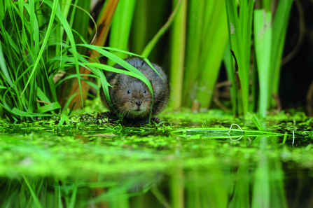 Water voles on the edge of the water, amongst reeds