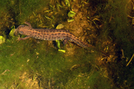 Great Crested Newt Female