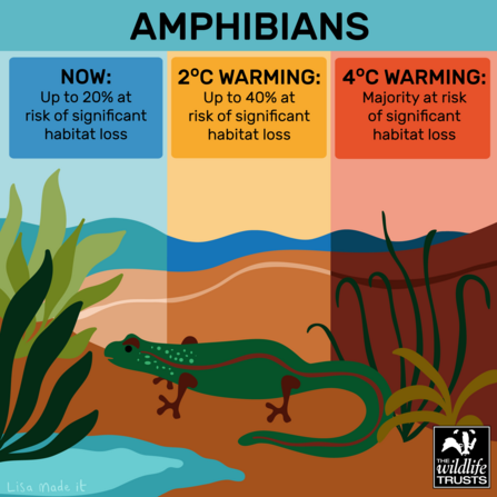Climate Impact - Amphibians