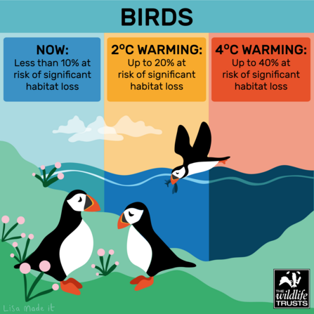 Climate Impact - Birds