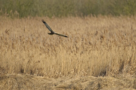 Bird flying over the Great Fen