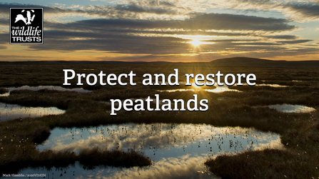 A peatland with pools shining in the sunlight. The text reads 'protect and restore peatlands'.