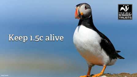 A puffin is sat on a cliff. The text reads 'Keep 1.5C alive'