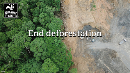 A forest on the left hand side sits beside a deforested area. Text reads "End deforestation"