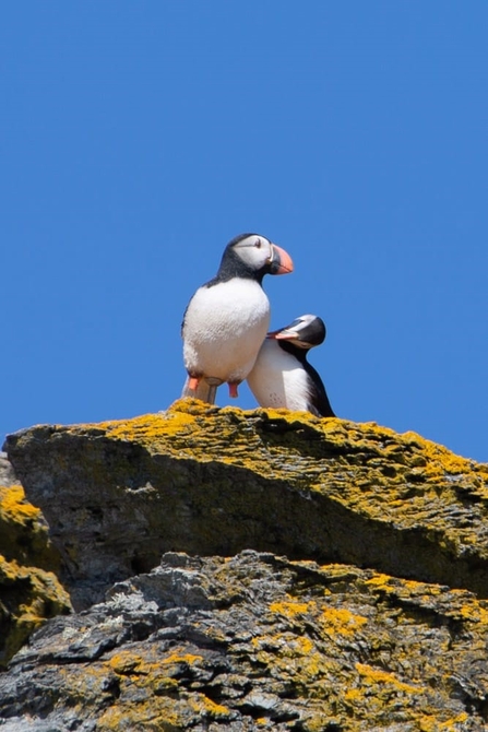 Puffins, decoy (left) and real