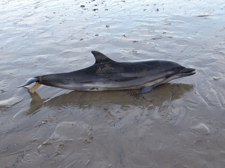 Striped dolphin stranded, Cornwall Wildlife Trust