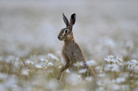 Brown hare