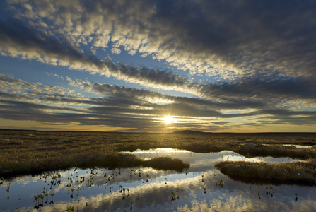 Peat © Mark Hamblin 2020VISION