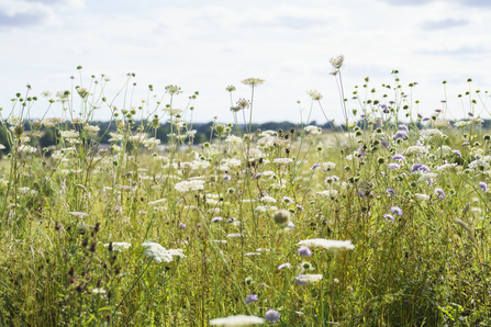 Wild flower borders