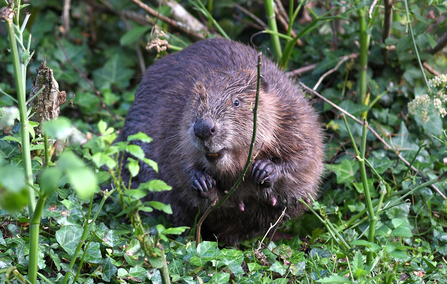 Beaver amongst vegetation