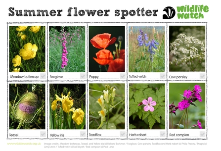 An activity sheet with 10 different summer flowers to spot