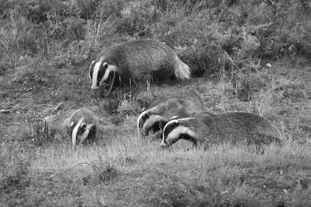 badger cam