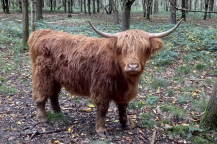 A highland cow is looking at the camera, in a woodland