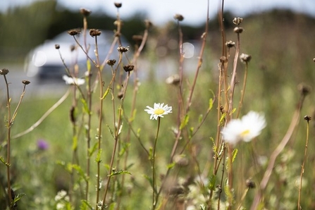 A wildflower meadow in the foreground, with a road and car in the background