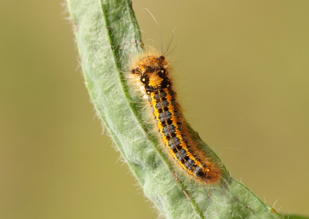 larvae identification