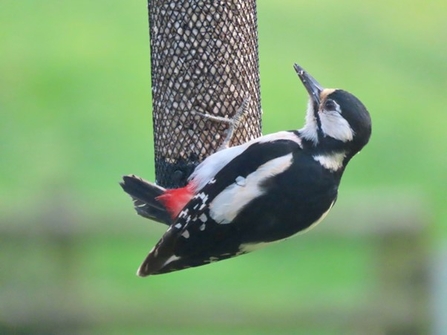Great-spotted woodpecker perched on a bird feeder