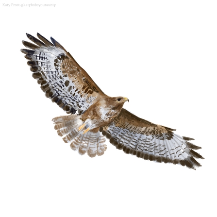 How to identify birds of prey  Herts and Middlesex Wildlife Trust