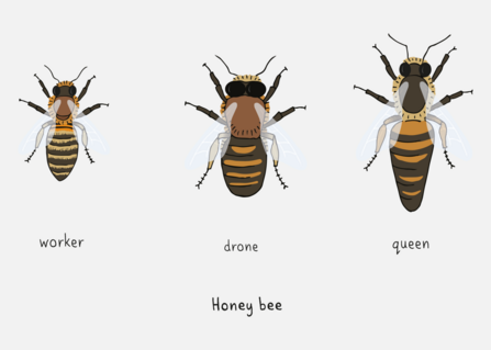 https://www.wildlifetrusts.org/sites/default/files/styles/scaled_default/public/2022-06/honey.png?itok=ozgxw_Ir