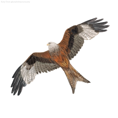 Discover five of the UK's commonly seen birds of prey & how to