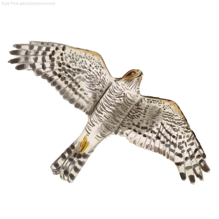 Identify birds of prey