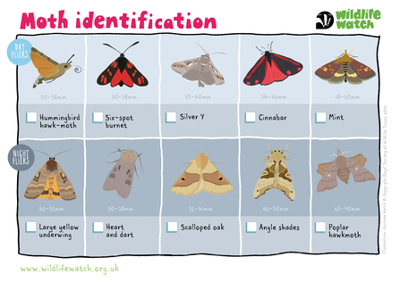 An illustrated guide to moths, split between day and night flying moths. On the top row are day fliers: Hummingbird hawk-moth, six-spot burnet, silver Y, cinnabar and mint moths. On the bottom row are night fliers: Large yellow underwing, heart and dart, scalloped oak, angle shades and poplar hawkmoth
