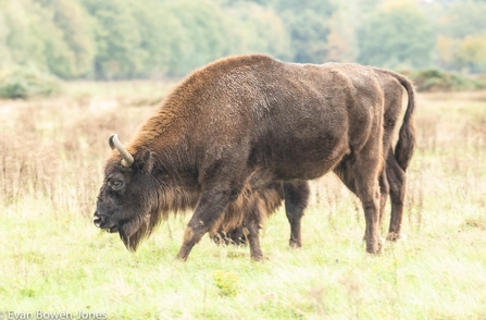 Two bison walking in a grass field