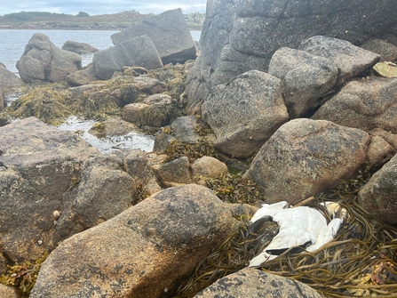 A dead gannet lying between rocks on the shore, a victim of avian flu