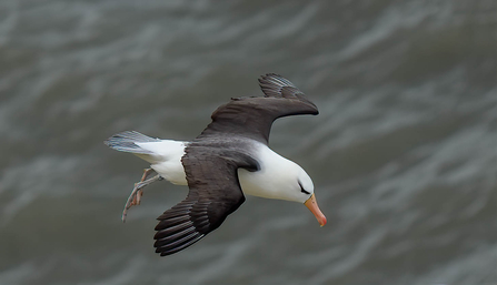 Albie the black billed albatross 
