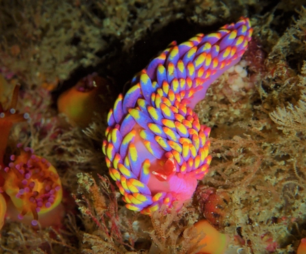 Babakina adononi sea slug 