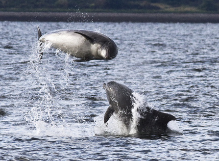 Bottlenose dolphin