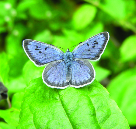 Large Blue butterfly on a leaf